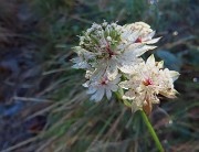 MONTE GIOCO (1366 m) da Spettino Alto di S. Pellegrino Terme il 19 settembre 2025 - FOTOGALLERY
